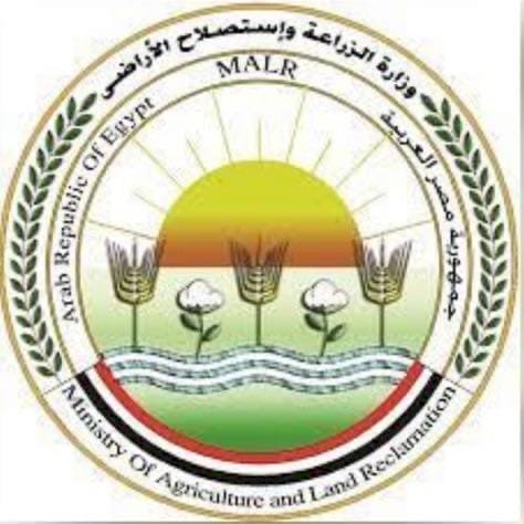 رش الطماطم  بمادة "الإيثريل"لتسريع النضج لا أساس له من الصحة
