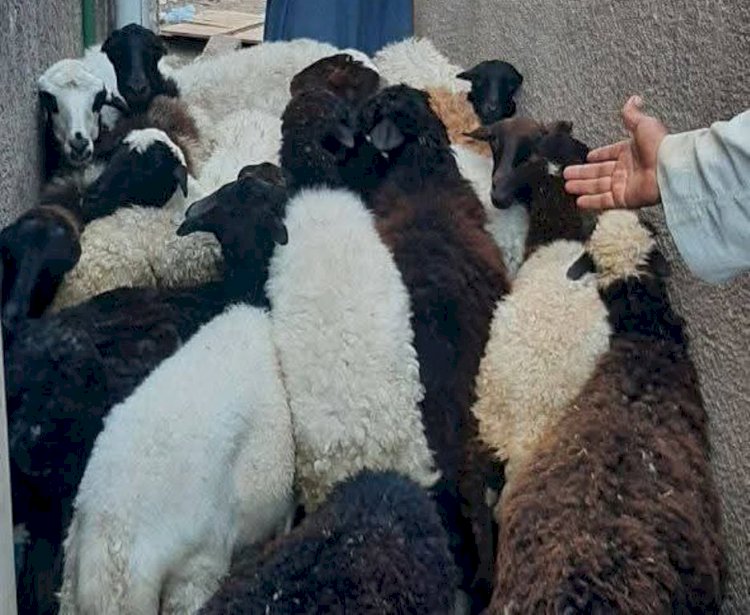 ضبط أسماك غير صالحة للاستهلاك الآدمي بسوهاج