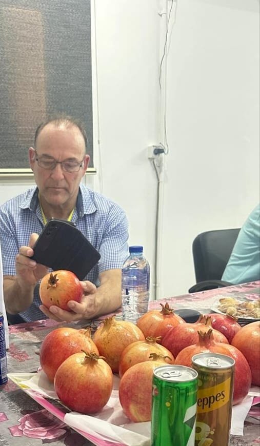 انطلاق شحنات الرمان المصري إلى السوق الجنوب أفريقي