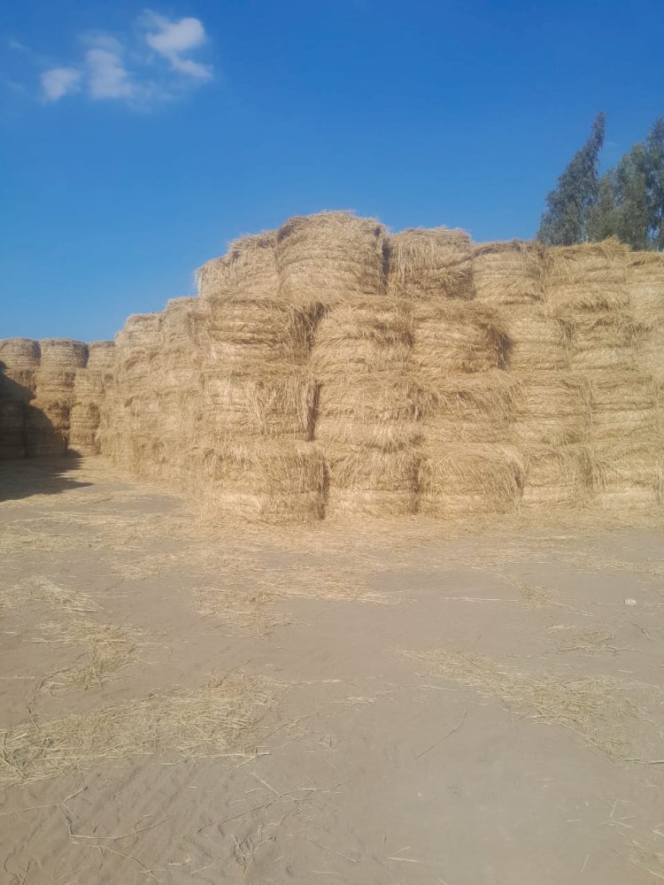 وزير الزراعة يتابع جهود منظومة جمع وتدوير قش الأرز في 7 محافظات