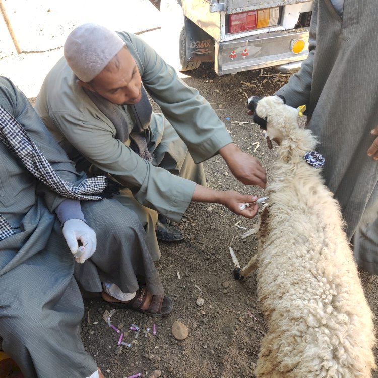 اطلاق الحملة القومية  للتحصين ضد مرض الحمى القلاعية وحمى الوادي المتصدع بسوهاج