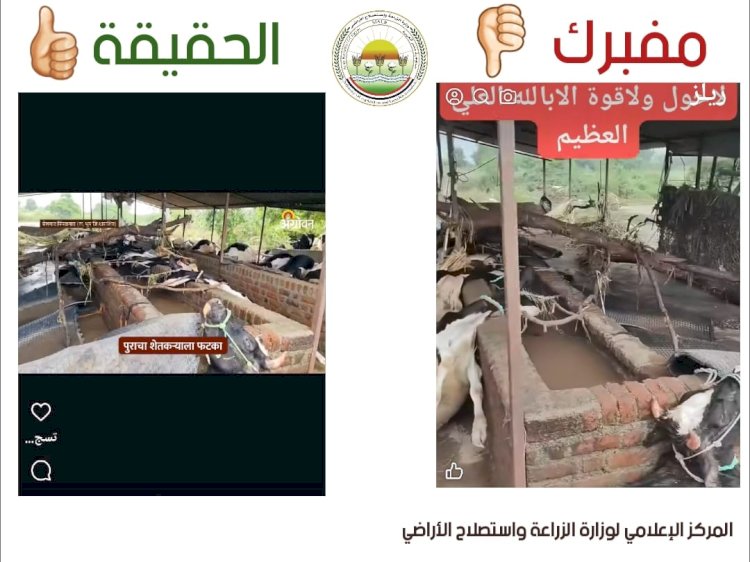 ننفرد بنشر حقيقة فيديو حالات نفوق الماشية