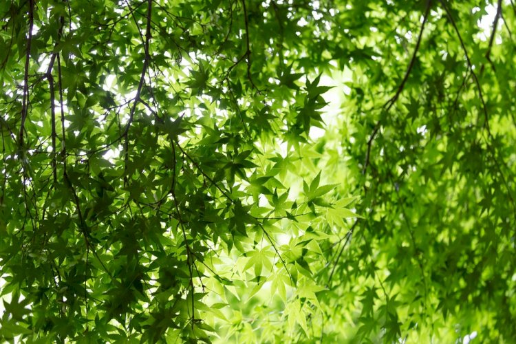 من أوراق الحياة .. بقلم زينب طارق - العراق