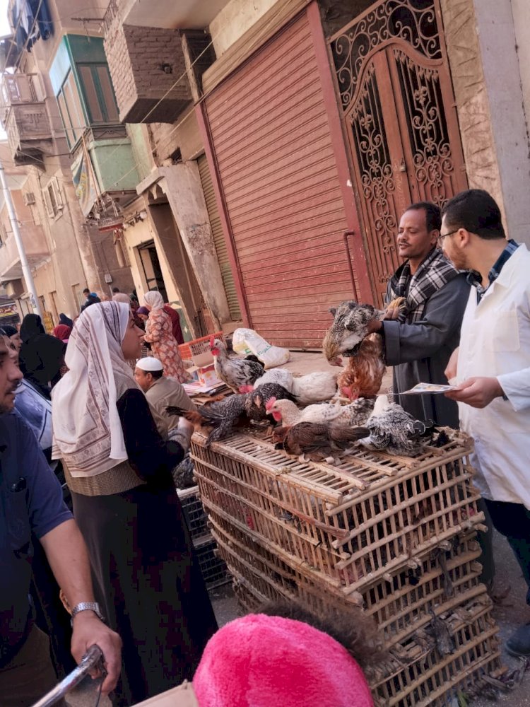 "الزراعة" تطلق حملات توعوية مكثفة لتعزيز الأمن الحيوي في قطاع الدواجن المصري
