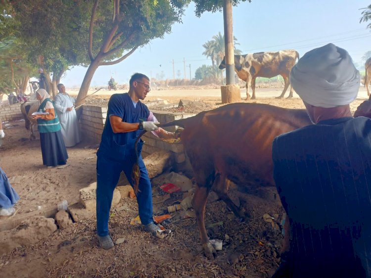 "الزراعة" تقدم خدمات العلاج والفحص لأكثر من  3300 رأس ماشية بالمجان بالمنيا