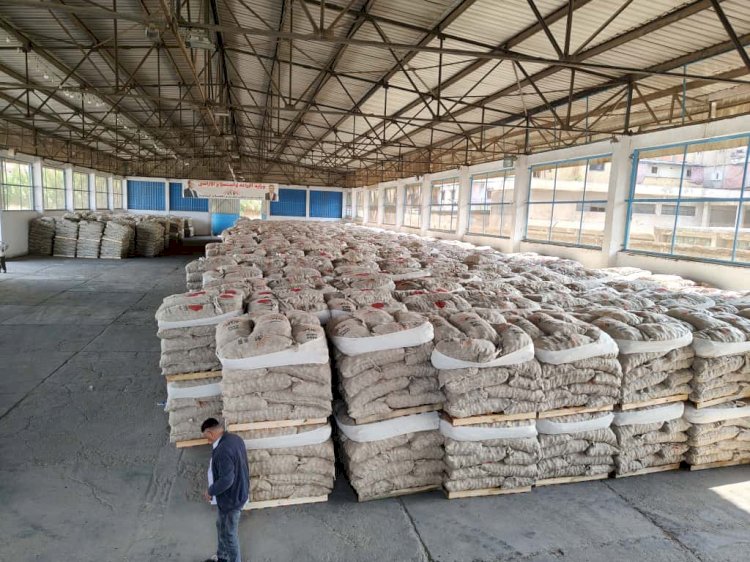 تسليم تقاوي البطاطس للمزارعين الموسم الجديد