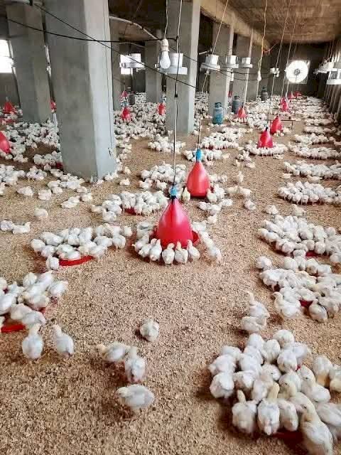 "الزراعة" تطلق حملة وطنية لتوعية مربي الدواجن بإجراءات الأمن الحيوي