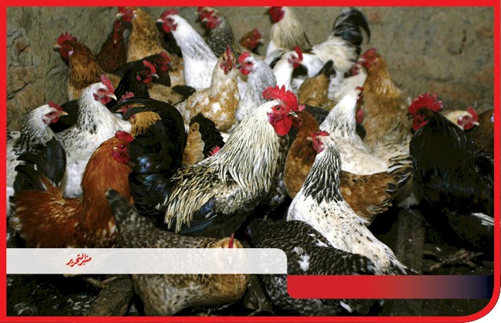 أسعار الفراخ اليوم السبت 28 فبراير 2026