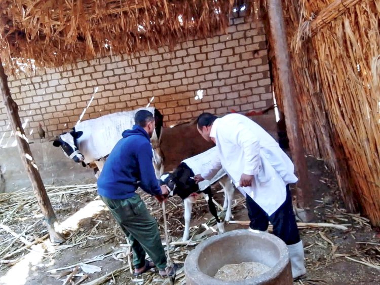 سراج : تحصين أكثر من 193 ألف رأس ماشية ضد الحمى القلاعية وحمى الوادي المتصدع