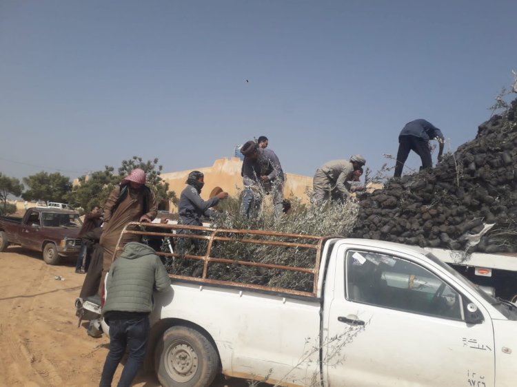 الزراعة: توزيع 100 طن تقاوي شعير و33 ألف شتلة زيتون للمزارعين بمرسى مطروح