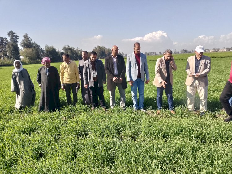 "الزراعة" تتفقد حقول القمح بجميع المحافظات