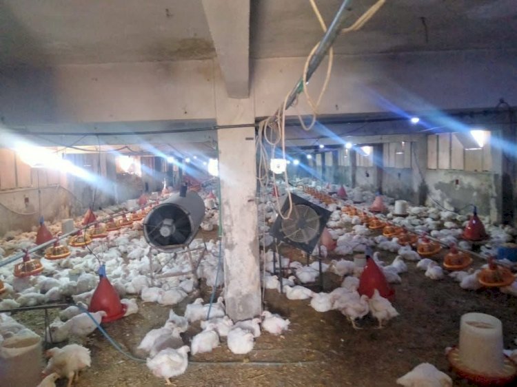 محافظ كفرالشيخ يتابع جهود “الطب البيطري” في تحصين 250 ألف طائر