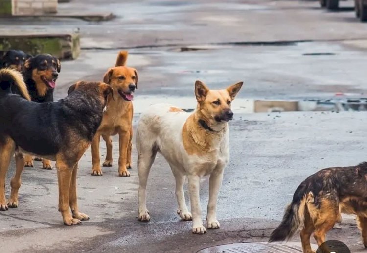 تحركات حكومية لإنهاء كابوس الكلاب الضالة