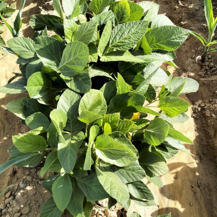 "بحوث الصحراء" ينفذ تجربة بحثية ناجحة لزراعة فول الصويا بالوادي الجديد