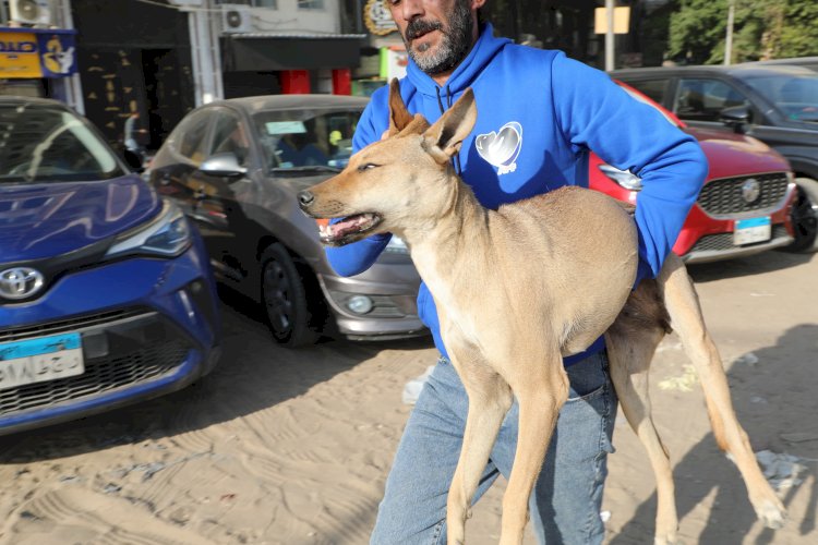 "الزراعة" تبدأ تعقيم وتحصين الكلاب الحرة بمنطقة عين شمس