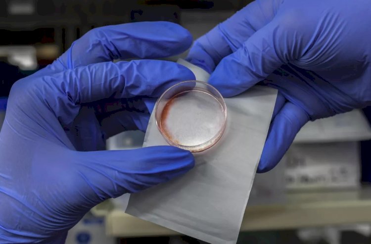 بشري: خلايا الأم لأبنائها مدي الحياة قد تحل لغز الأمراض المناعية