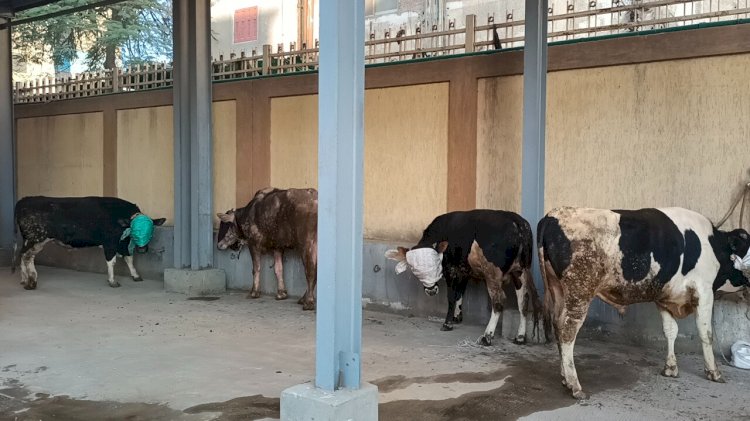 محافظ كفرالشيخ: التشغيل التجريبي لمجزر دسوق تمهيدًا لافتتاحه