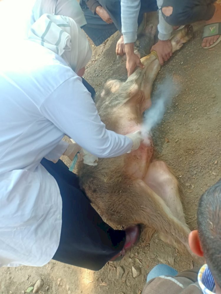 "الزراعة": فحص وعلاج 3441 رأس ماشية بالمجان في المنوفية وبني سويف