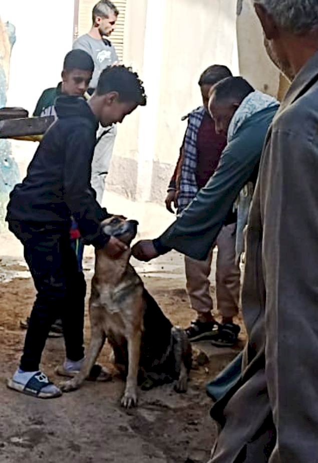 سوهاج : الطب البيطري ينفذ حملة لتحصين كلاب الشوارع ضد مرض السعار