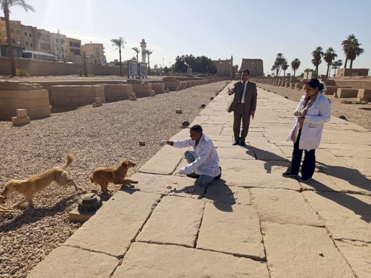 "الزراعة": تعقيم أكثر من 2700 كلب حر