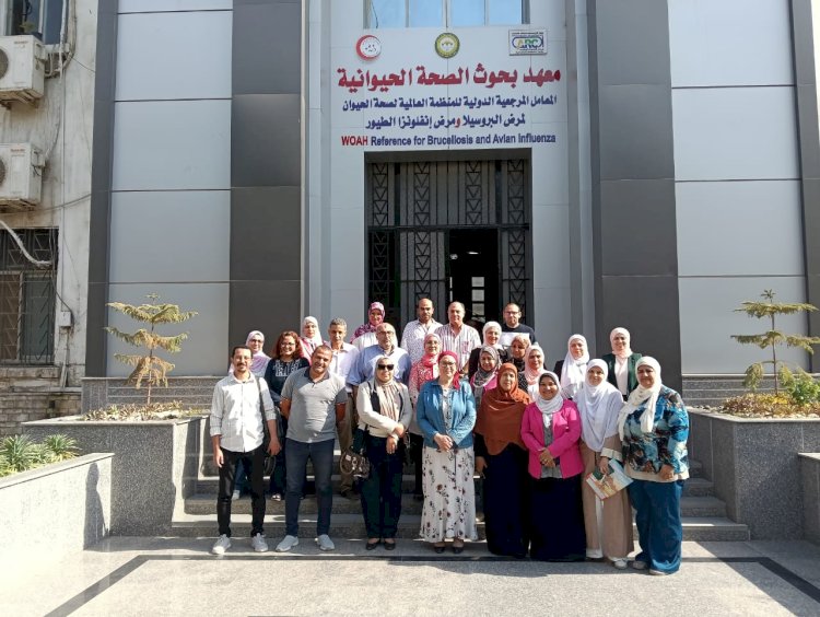 بشهادات عالمية.. منظومة الدواجن المصرية تحقق الريادة في الأمان الحيوي