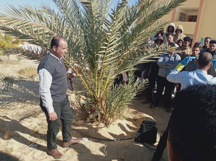 الزراعة: جهود مكثفة لمكافحة سوسة النخيل الحمراء