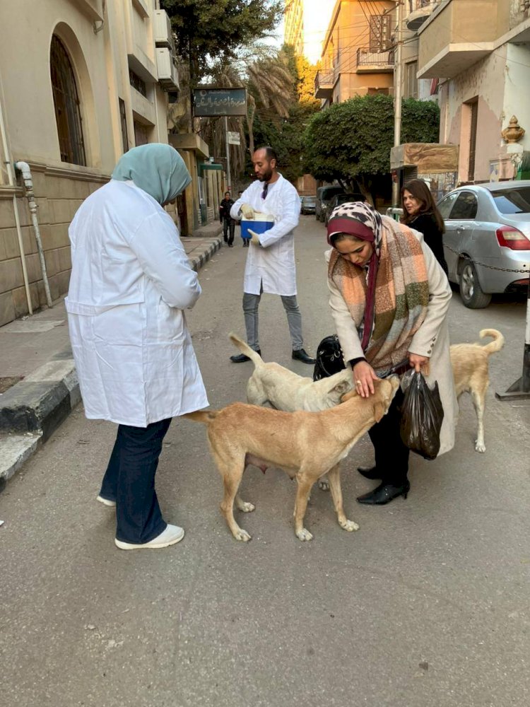«بيطري المنيا» يواصل تحصين وتعقيم الكلاب الحرة لمكافحة السعار