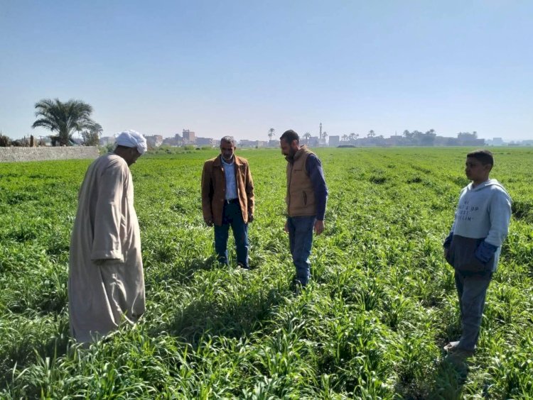 محافظ أسيوط: متابعة دقيقة للزراعات بالقرى والنجوع لضمان جودة المحاصيل الشتوية