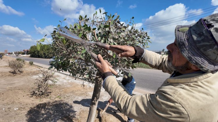 محافظ كفرالشيخ يتابع أعمال النظافة والتشجير بمدخل المحافظة