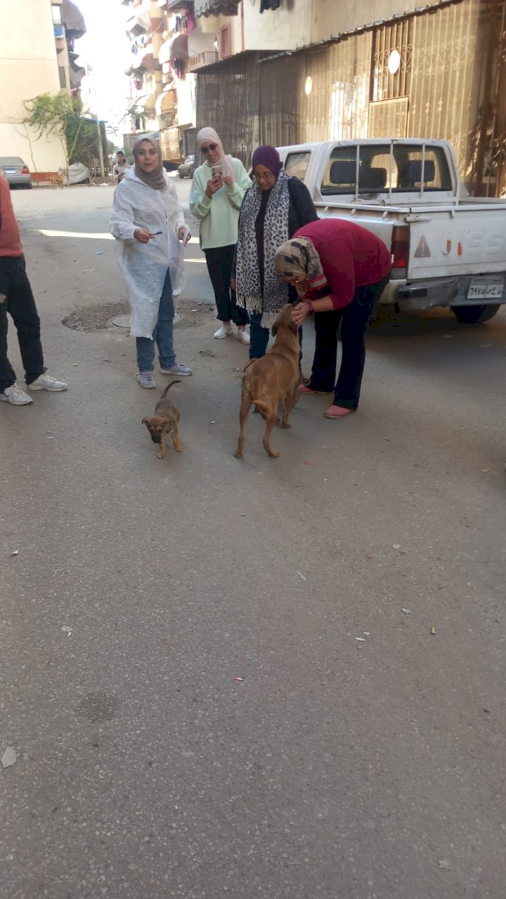 الزراعة: تكثيف حملات تحصين وتعقيم كلاب الشوارع ضمن استراتيجية مكافحة السعار