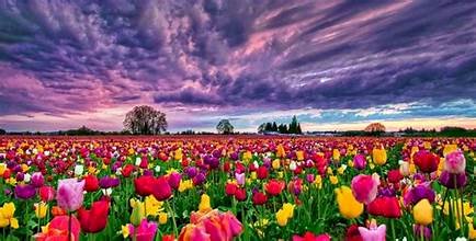 رموز في الظل بقلم زينب طارق - العراق