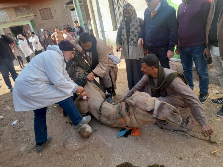 "الزراعة" تطلق قوافل بيطرية مجانية في قرى سوهاج