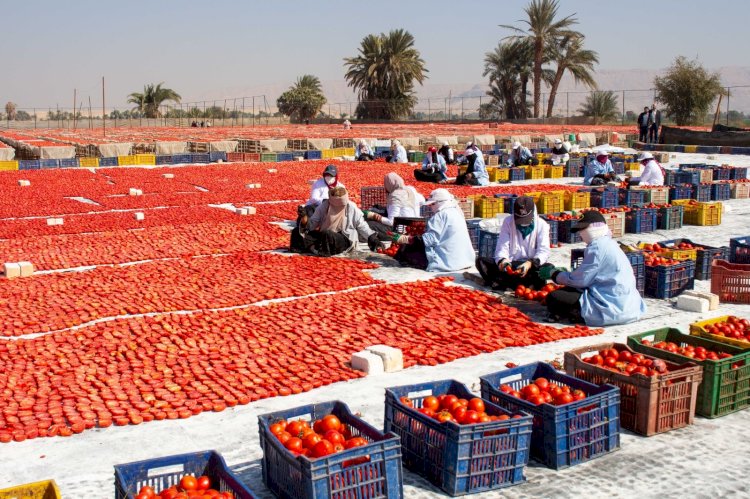 "الزراعة" تنظم ورشة عمل بالأقصر لدعم منتجي ومصدري الطماطم  الطازجة والمجففة