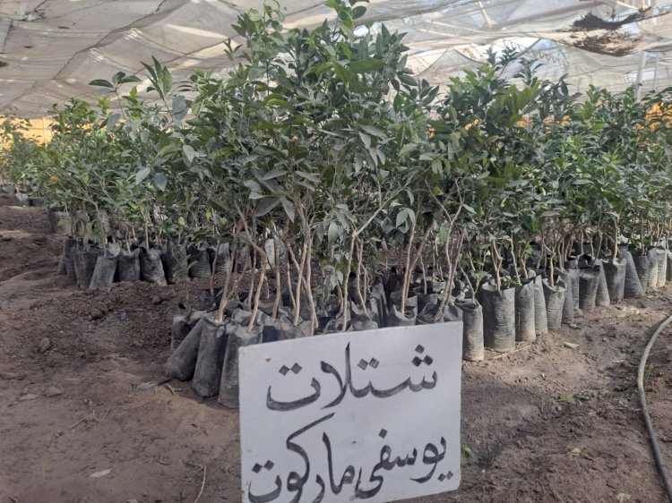 "الزراعة" تواصل المتابعة الميدانية لمزارع ومشاتل قطاع الإنتاج بالمحافظات