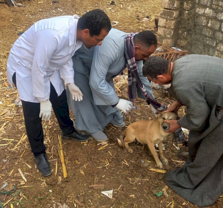 "الزراعة" تعلن تحصين وتعقيم أكثر من 11 ألف كلب حر