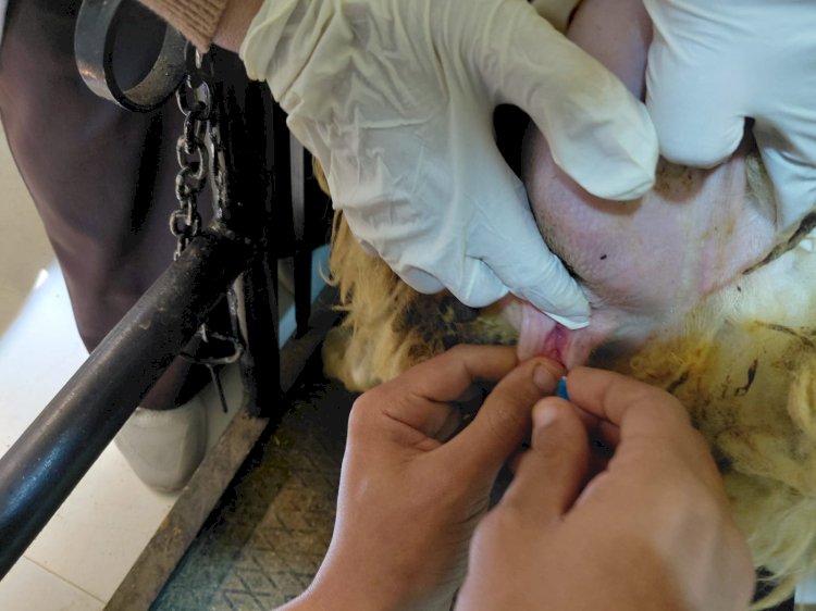 "التناسليات الحيوانية" يختتم دورة تدريبية للاطباء حول تقنيات التلقيح الاصطناعي