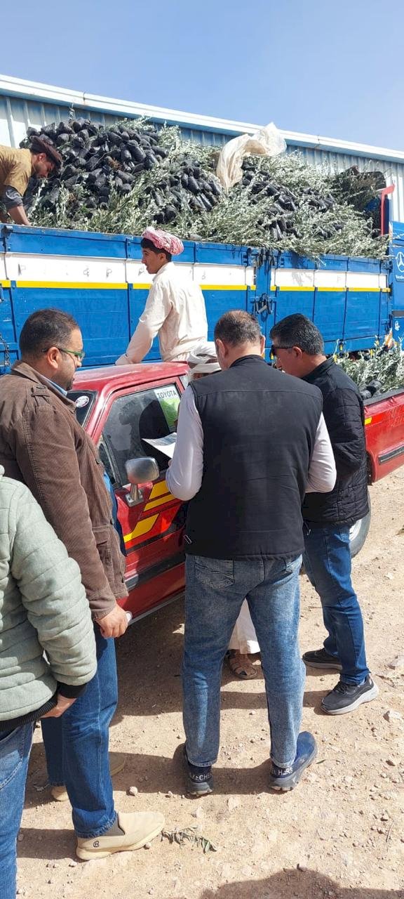 "الزراعة" توزع 33 ألف شتلة زيتون بالمجان لدعم التجمعات البدوية بمطروح