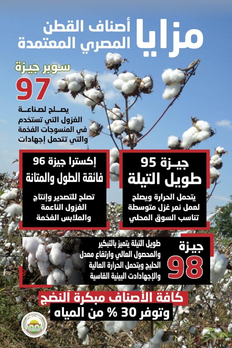 الزراعة" تعلن خريطة أصناف القطن المعتمدة لموسم 2026