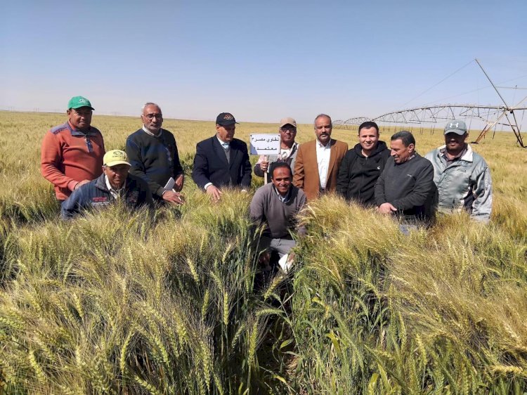 فريق بحثي يتفقد زراعات القمح بتوشكى وشرق العوينات