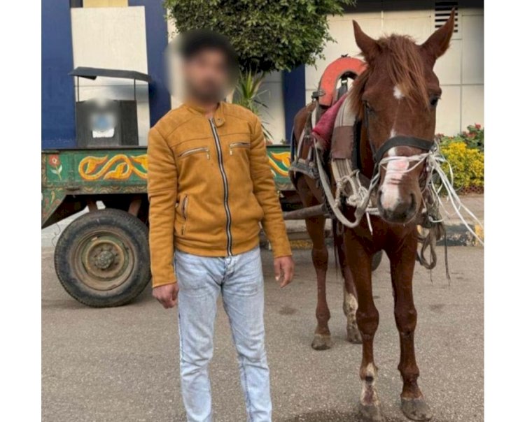 اعرف اسباب التحفظ علي "حصان" وعربة "كارو" بالقليوبية