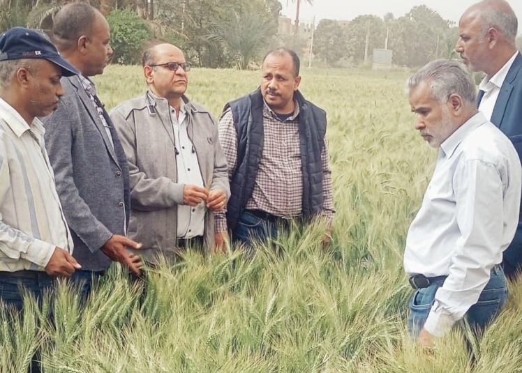 "الزراعة" تواصل متابعة المحاصيل الاستراتيجية بأسوان
