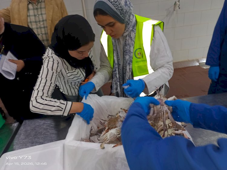 محافظ كفرالشيخ: ضبط ٢٣١٥ كجم أسماك يشتبه فى صلاحيتها بحملة مكبرة بمطوبس