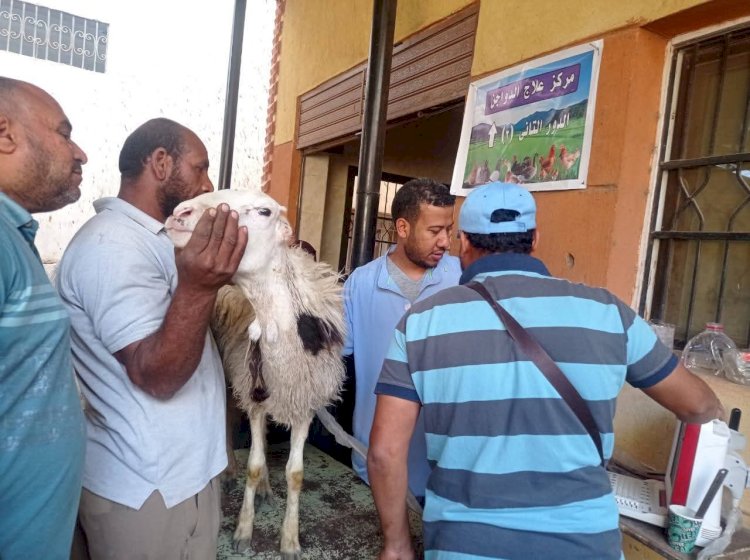 الطب البيطري بسوهاج يسلم 850 رأس أغنام للمستفيدين بقرى أخميم والمراغة وطهطا وساقلتة