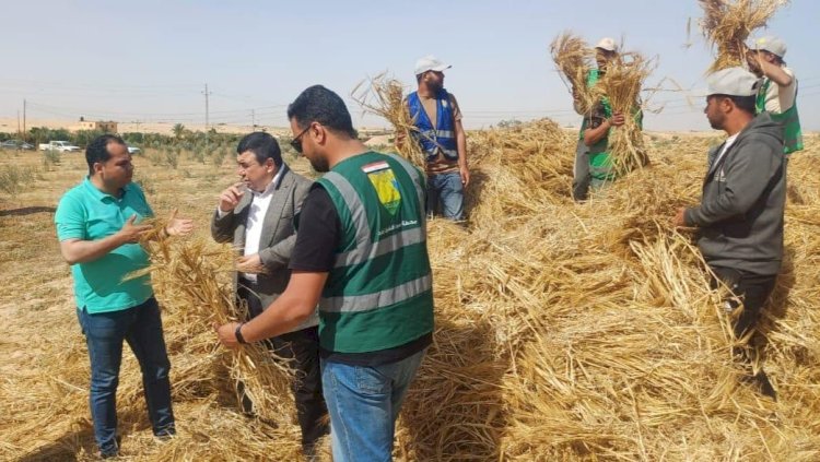 "الزراعة" تتابع حصاد الشعير بشمال سيناء دعمًا للأمن الغذائي والمزارعين
