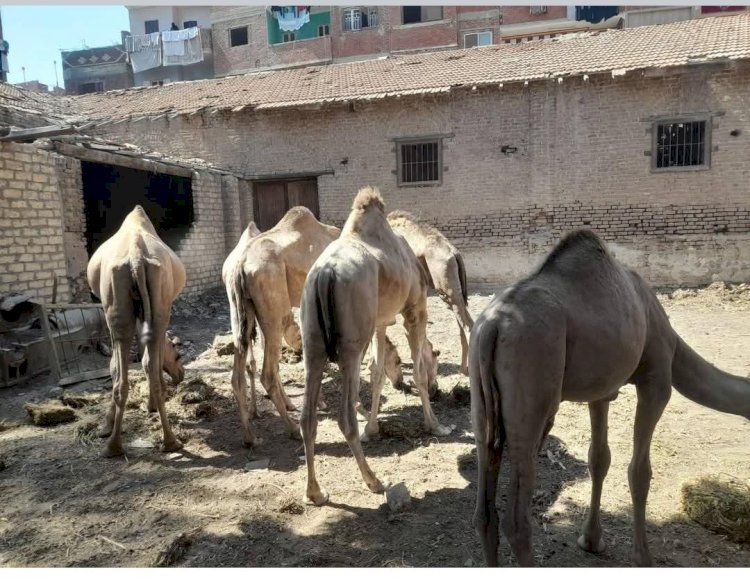 "بحوث الصحراء" يواصل دعم زراعة عباد الشمس الزيتي في سيناء للعام الثاني
