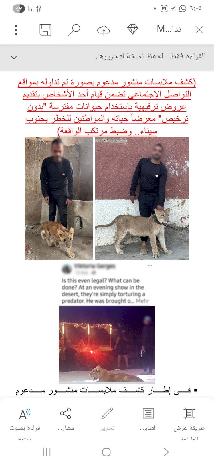 نكشف منشور قيام عاطل بتقديم عروض ترفيهية بإستخدام أسدين "بدون ترخيص" بجنوب سيناء