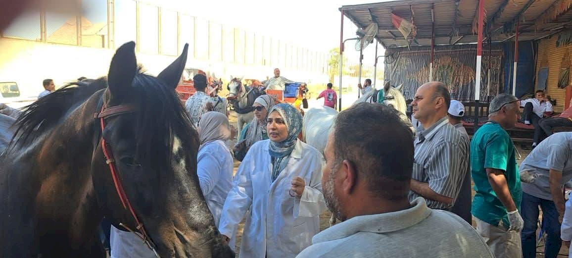 "الخدمات البيطرية" تبدأ ترقيم خيول الأهرامات بالشرائح الإلكترونية وفق المعايير الدولية