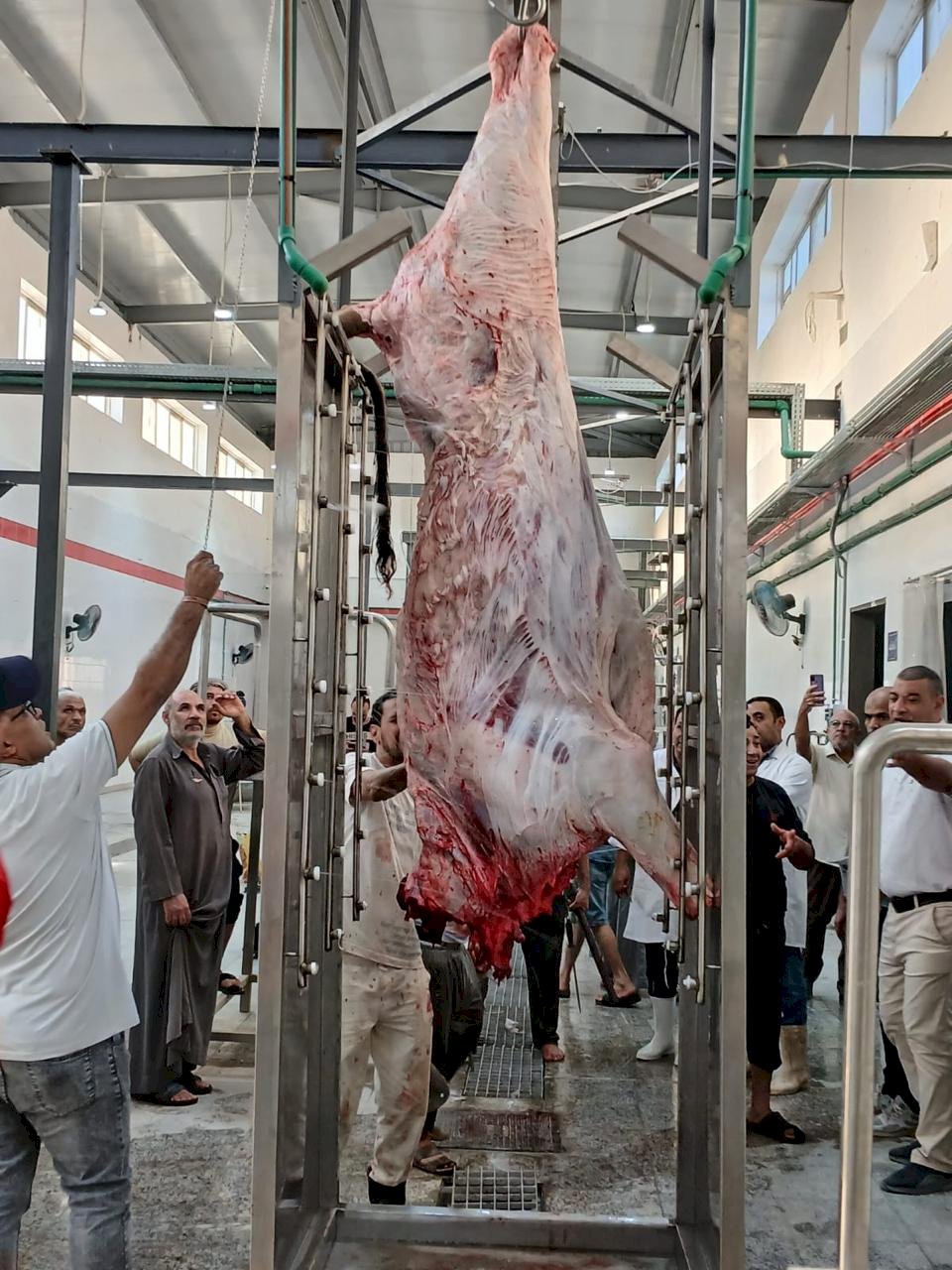 محافظ سوهاج يعلن التشغيل التجريبي لمجزر أخميم بتكلفة 38 مليون جنيه