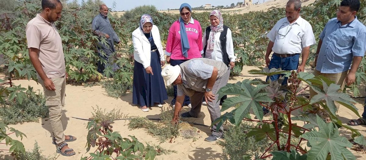بحوث الصحراء يتابع حصاد الحقول الإرشادية للخروع بقطاع سيناء
