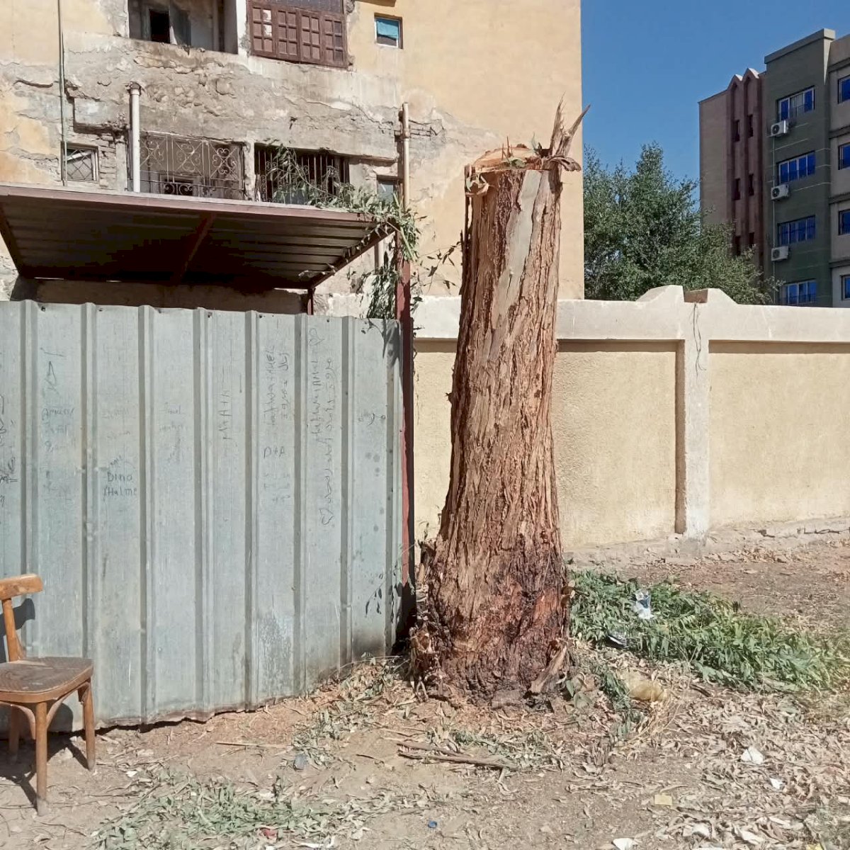 محافظ سوهاج يحيل مسؤولي مدرستين بساقلتة للتحقيق بسبب "التقليم الجائر" لأشجار معمرة